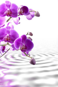 purple-flower-photo600